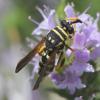 Leucospis gigas
